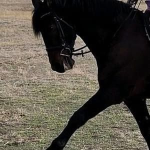 Meet your Posher, Darcy